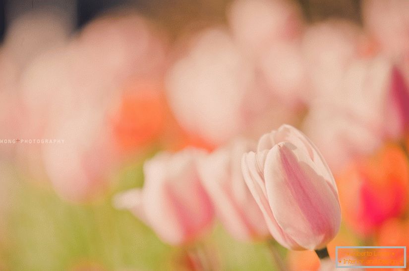 Foto delicada de tulipas