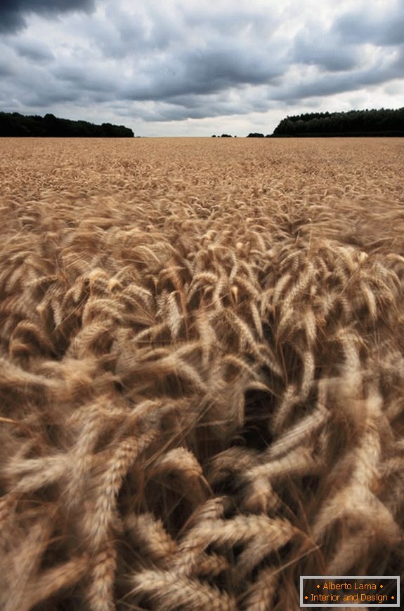 Tempo nublado ao longo de um campo de trigo